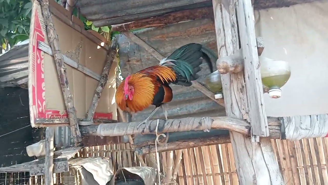 14 (2) qaib zoo raug kawg nawb . 2026