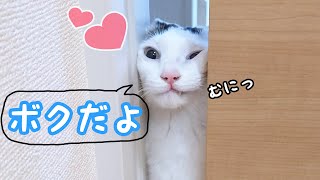 扉を開けたら猫が入れ替わってました…！