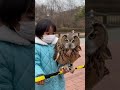 バリケードテープにフクロウ着地→全員ヒヤッ🦉😳 #construction #kids #owl #funny #japan @chiero_piero