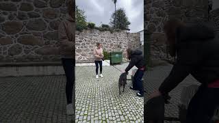Перевозка собак заграницу