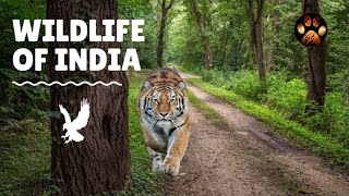 Relaxing and Incredible Wildlife of India | Beauty of Indian Jungles | Wild Animals Compilation