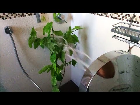How to get rid of spider mites
