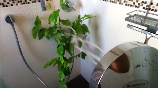 How to get rid of spider mites
