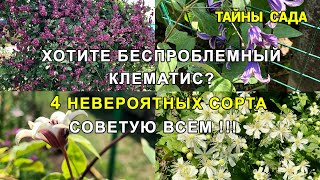 картинка: Клематисы в моём саду. Сорта клематисов. Обзор и цветение клематисов. Четыре невероятных сорта.