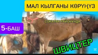 картинка: УРГААЧЫ ТОРПОКТОР САТЫЛАТ ЧҮЙ ОБЛУСУ СОКУЛУК РАЙОНУНДА МАЛ КЫЛГАНГА ЖАКШЫ ЭКЕН Чалыңыз 