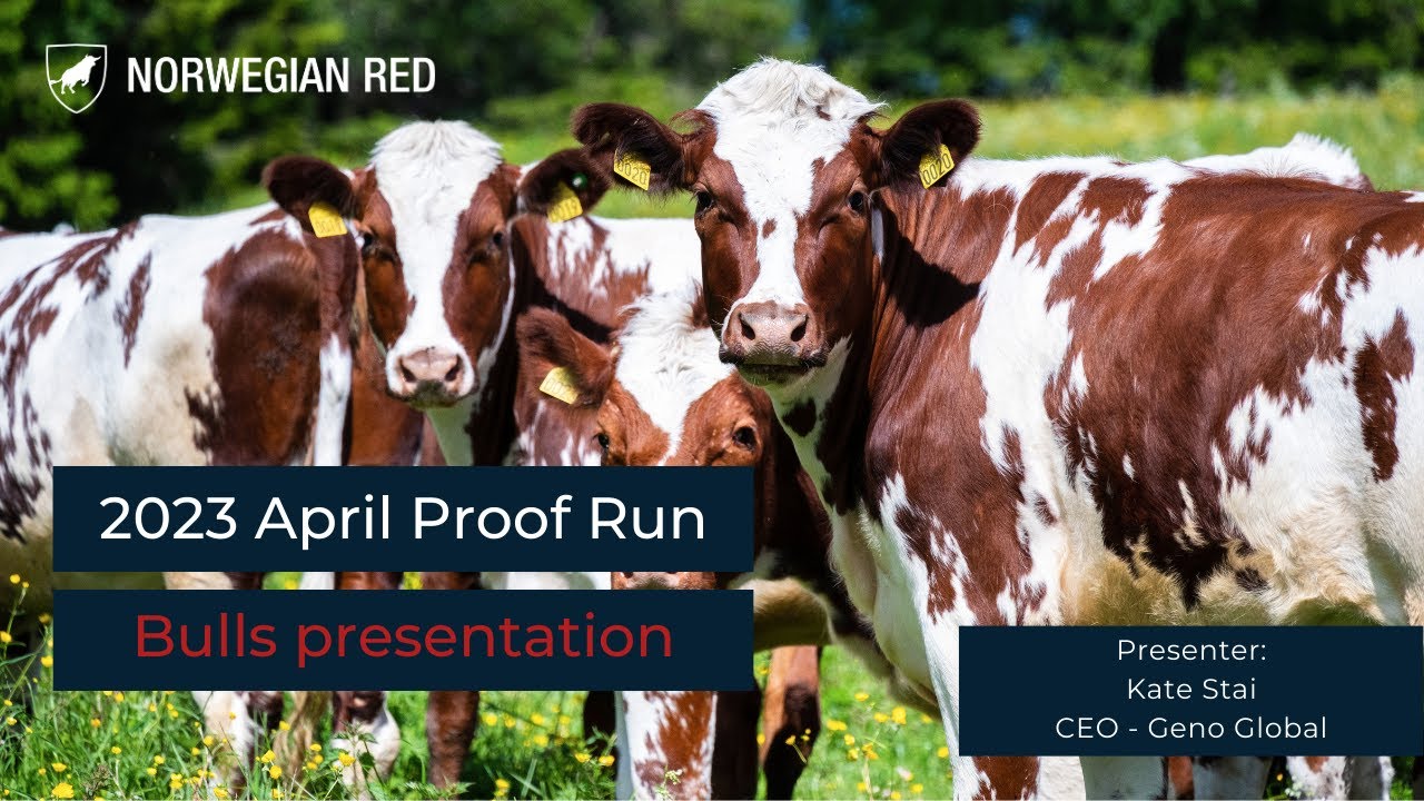 2023 April Proof Run, Bulls Presentation YouTube