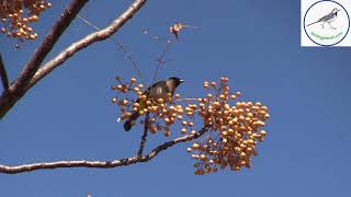 Dark Capped Bulbul eating berries and singing by Rory Wilson on Birding Planet