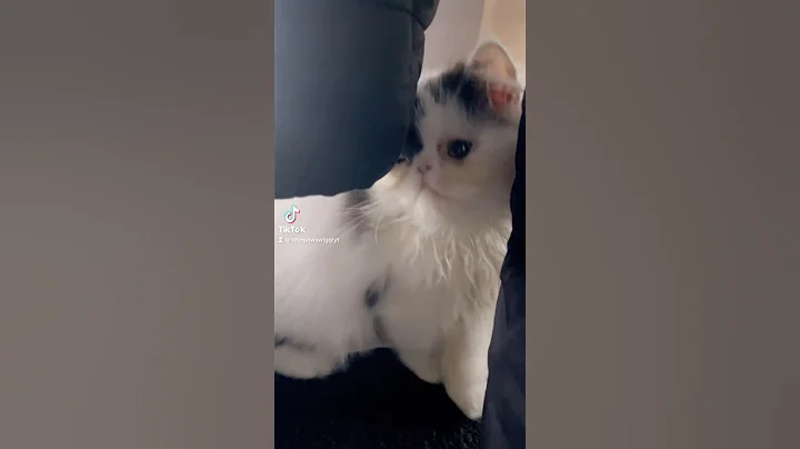 Watch the video about Am I a CUTE KITTY?? #kitten #cat #cute #catlover