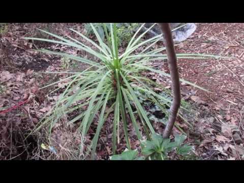 Come far crescere Cordyline australis