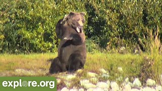 Amazingly Fat And Itchy Brown Bears | Best of Bear Cam