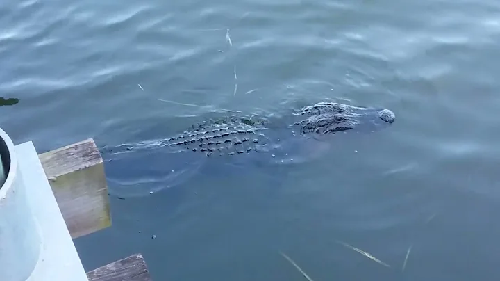 Alligator swimming at Palm Island Park in Mt Dora FL