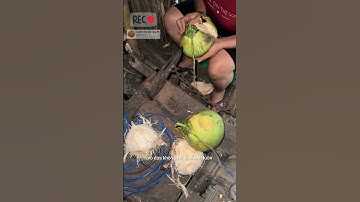 máy khui dừa khô cực nhanh #garden #mientay