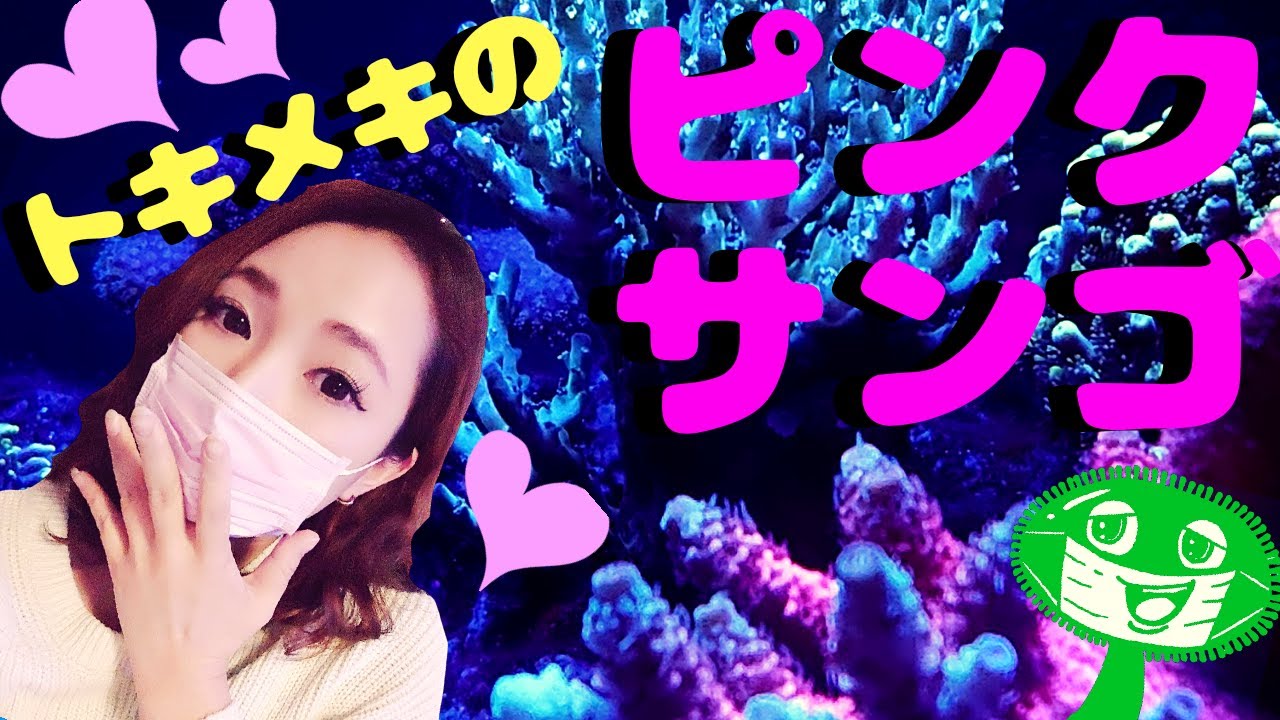 ピンクのサンゴ❗️SPSミドリイシが色揚げ⁉️成長記録✨my marine aquarium MOAMOAちゃんねる