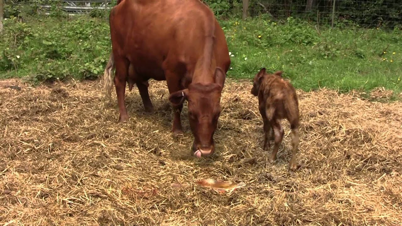 Irish Dexter cow, afterbirth YouTube