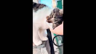 İstanbulun Kedilerişehrin Sevimli Dostları