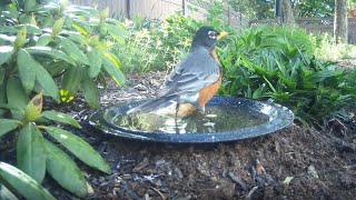 Bird Bath, April 24, 2024 (1/4)