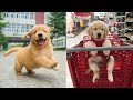 Funniest &amp; Cutest Golden Retriever Puppies #4 - Funny Puppy Videos 2023