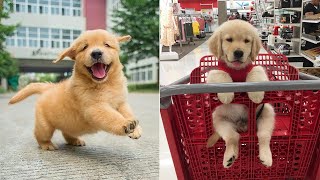 Funniest &amp; Cutest Golden Retriever Puppies #4 - Funny Puppy Videos 2023