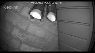 One way bat cone in action
