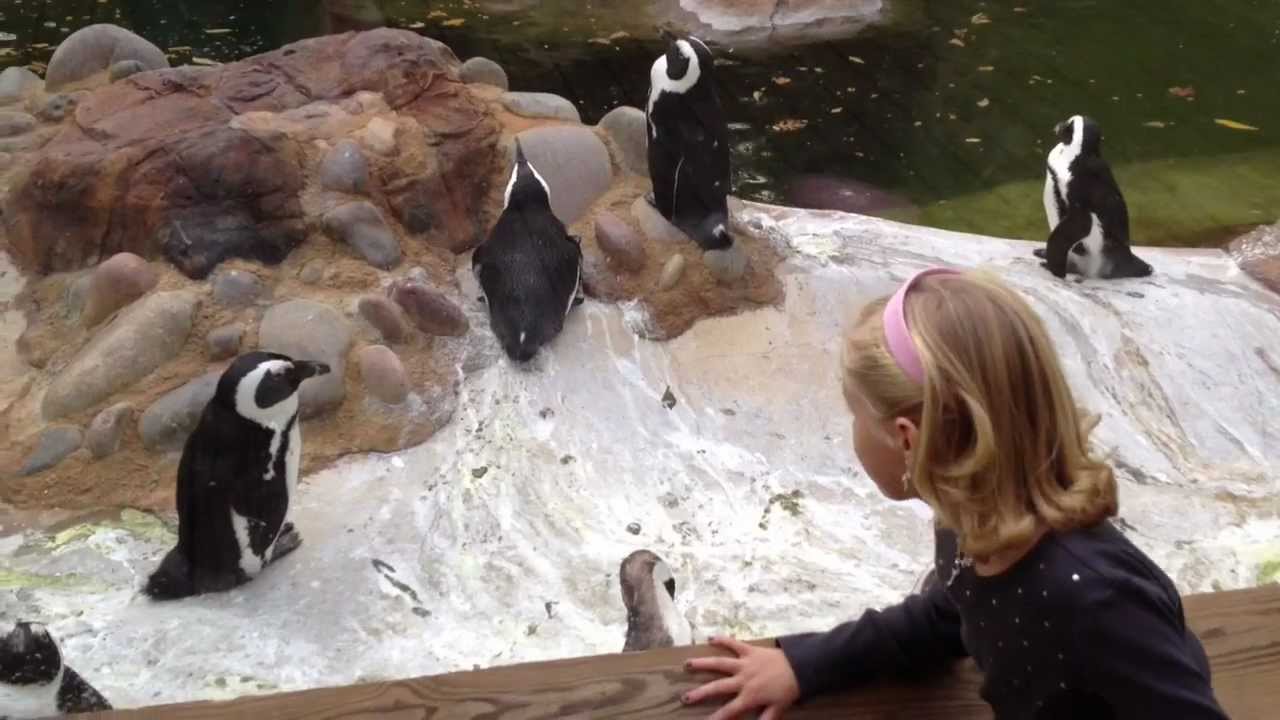 Fort Worth Zoo 2011 - YouTube