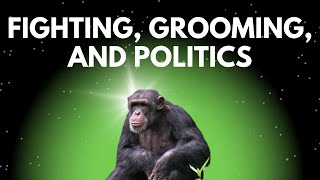 Ep. 319 ► How Do Chimpanzees Navigate Their Complex Social Structure?