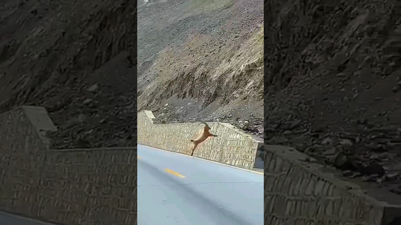 Markhor or Ibex the great mountaineer on earth 