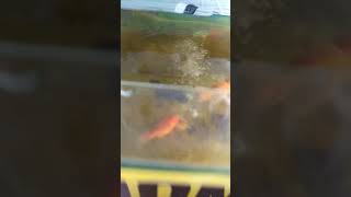 feeding my goldfish with steam eggs.