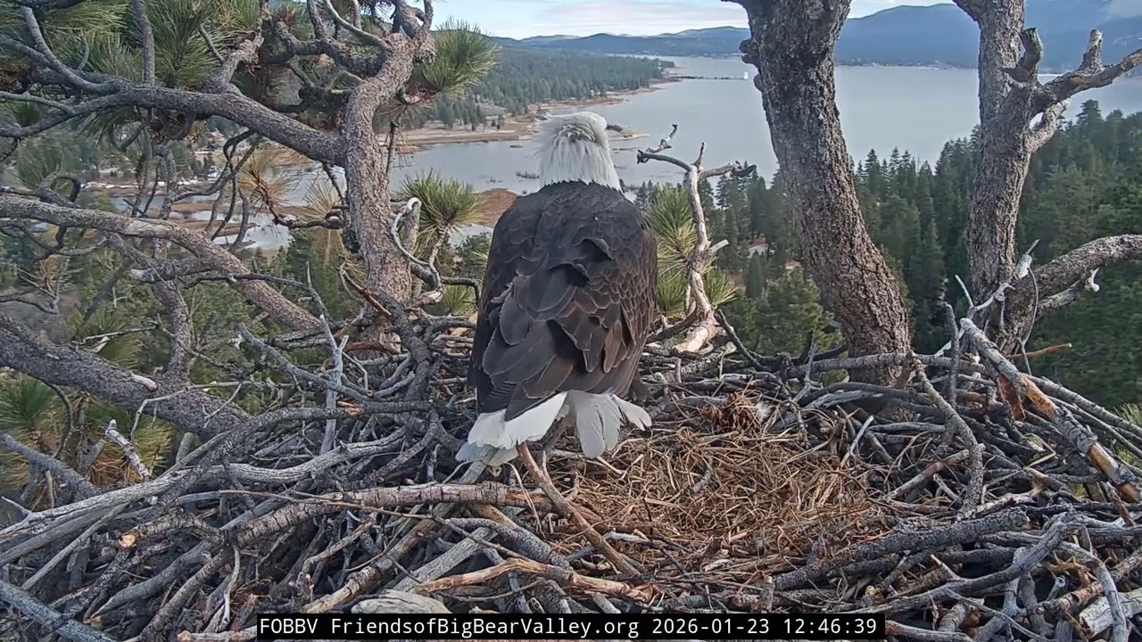 Big Bear Bald Eagle 23.01.2026 