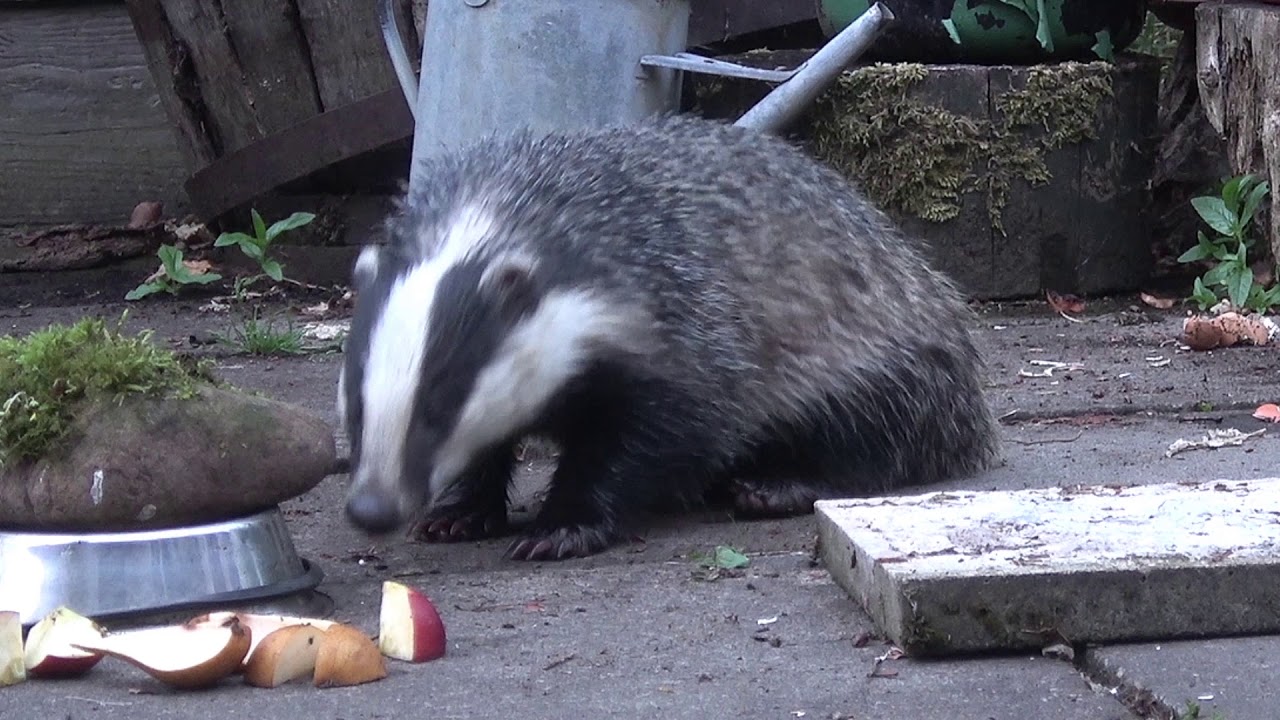 Badger feeding