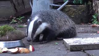 Badger feeding