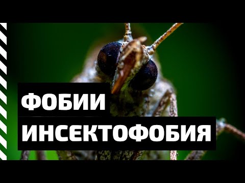 Фобия. Инсектофобия — боязнь насекомых