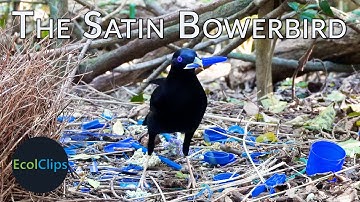 Why does this bird steal anything blue? | EcolClips