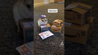Special Delivery from Tiny FedEx Hamster!
