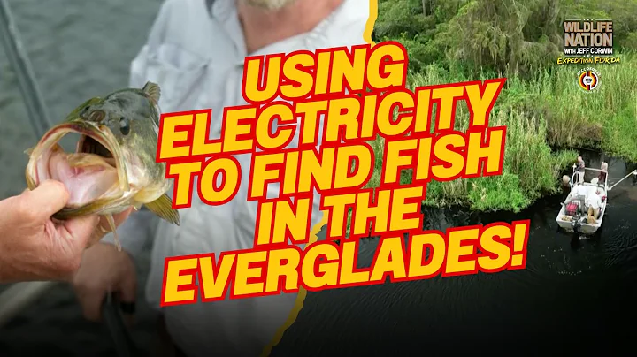 Using Electricity to Find Fish in the Everglades!