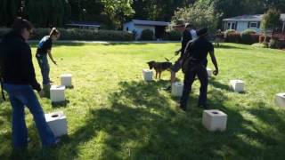 Download Marianna Drug Detection Dog In Training Video MP3 Marianna Drug Detection Dog In Training