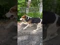 собака помощьбездомным котик Fannyvideo Animals животные Dog Puppy Dogshorts Dogs собака помощьбездомным котик Fannyvideo Animals животные Dog Puppy Dogshorts Dogs