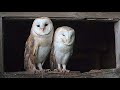 Barn Owl Pair Search For Perfect Nest 🦉🦉