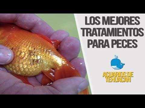 Video: Reconociendo enfermedades comunes en peces de agua dulce