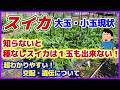 【スイカ栽培】種なしスイカの落とし穴！初心者でもわかる交配と遺伝の仕組み／ウリ科を突然襲う病気・害獣対策を徹底解説／大玉・小玉スイカ／家庭菜園