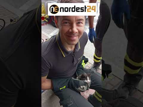 Video Gattino intrappolato nel motore di unauto salvato dai Vigili del Fuoco.