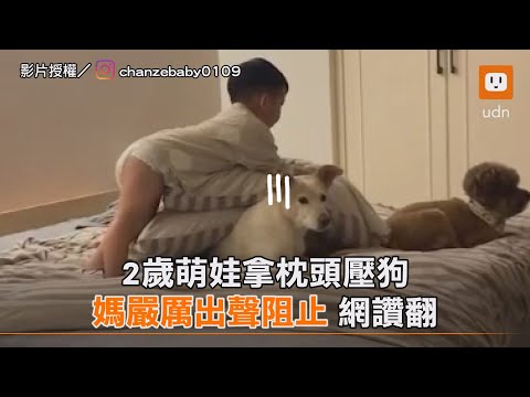 2歲萌娃拿枕頭壓狗 媽嚴厲出聲阻止 網讚翻｜親子｜寵物｜教育