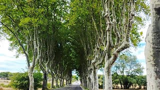 видео: Поехали поесть мороженое, а получилось целое видео! Дороги Прованса и ПЛАТАНОВЫЕ АЛЕИ-КРАСОТА! картинка: Поехали поесть мороженое, а получилось целое видео! Дороги Прованса и ПЛАТАНОВЫЕ АЛЕИ-КРАСОТА!