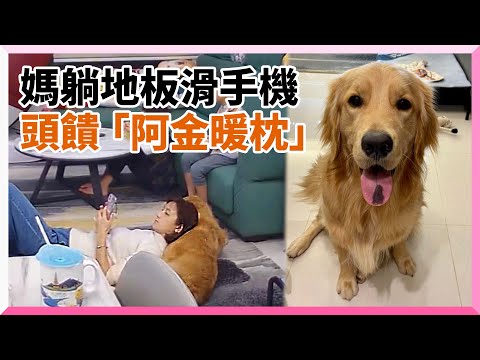 黃金獵犬任人躺～媽媽「頭饋天然軟墊」躺地滑手機｜寵物動物｜狗｜阿金｜看新聞