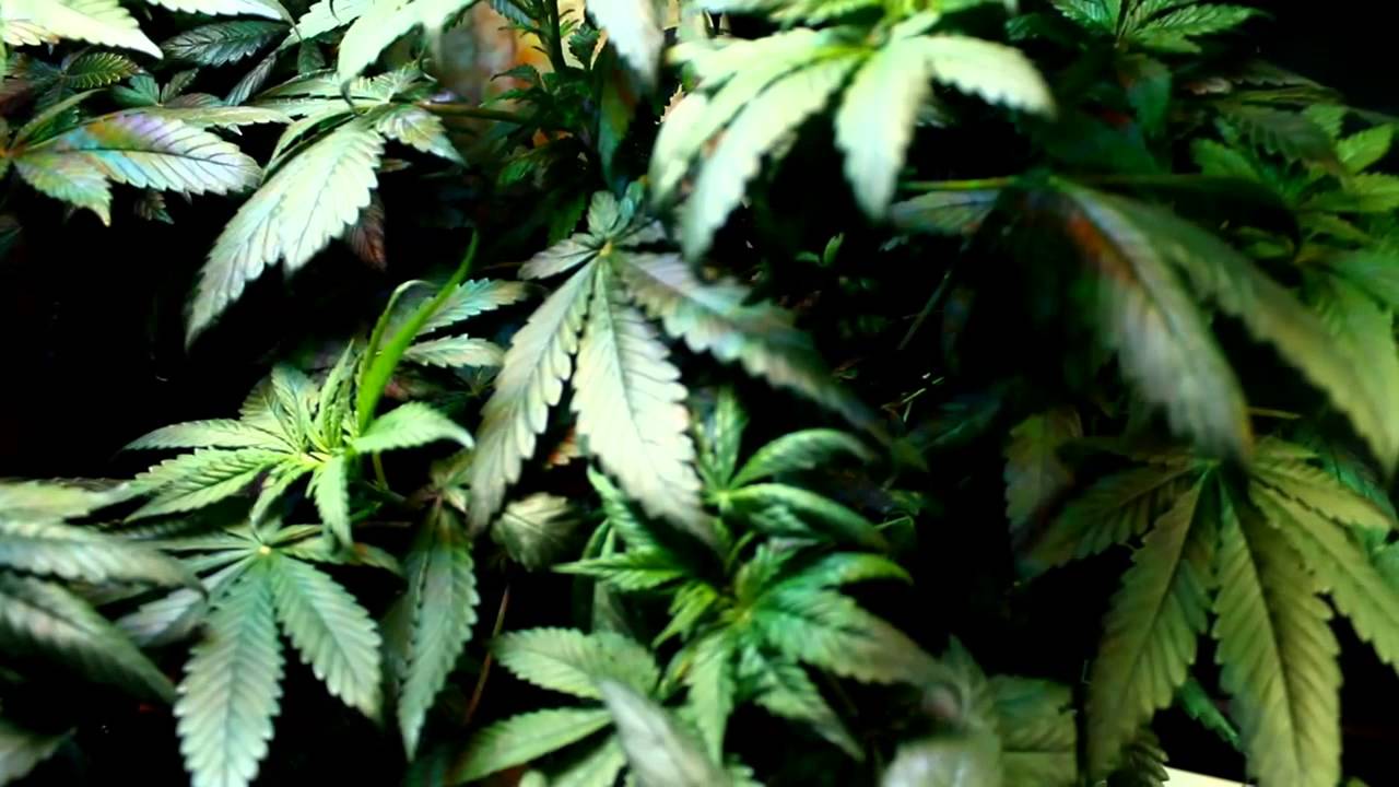 Grow Update Day 84 and Week 7 of Flowering 3X Crazy Purple Cadillac Ect    S1E13