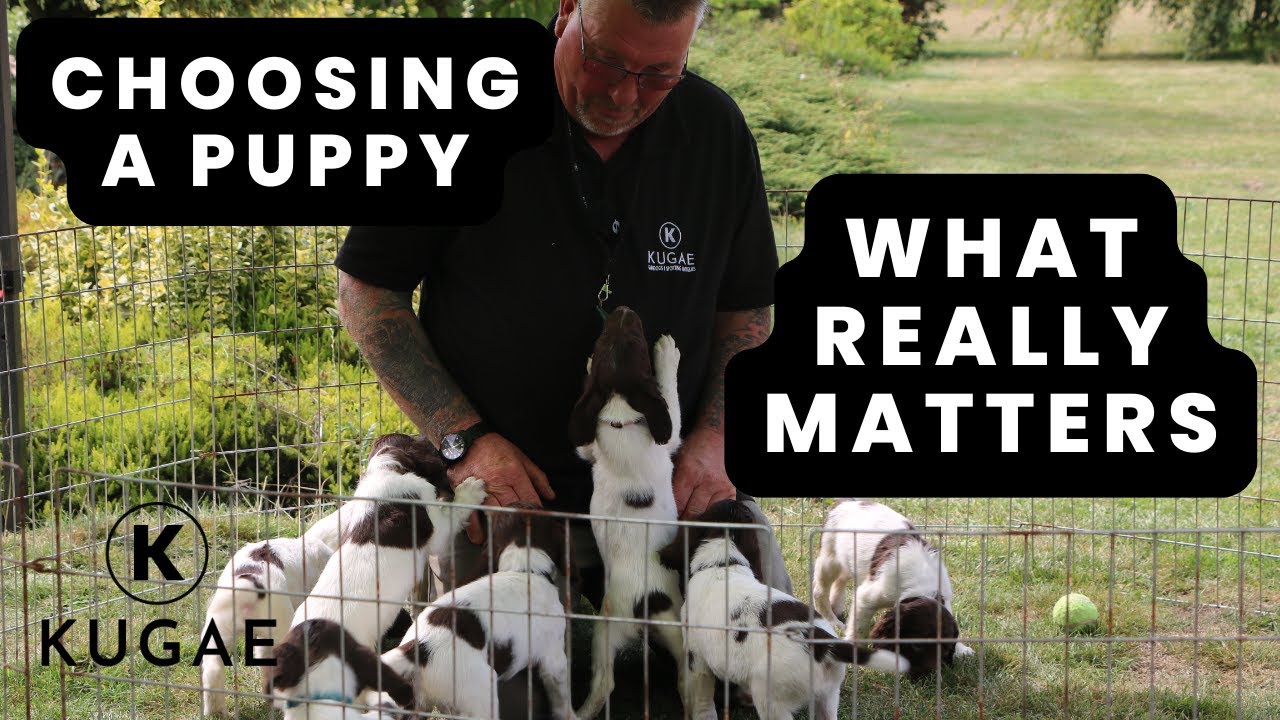 Choosing Your Puppy | What to Look For in a Litter