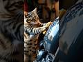 meong cuci motor dulu #cat #videokucinglucu #kucingbelangtiga #kucinglucungakak
