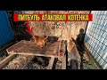 Питбуль атаковал котенка !!! Жизнь с бандой/Питбули драгон лайф/Волк/Котенок/Дворняжка/Кот.