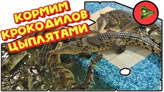 БРОСИЛ КРОКОДИЛАМ ГОРУ ЦЫПЛЯТ! Тянем за хвост НЕ ручного нильского крокодила! БРОСИЛ КРОКОДИЛАМ ГОРУ ЦЫПЛЯТ! Тянем за хвост НЕ ручного нильского крокодила!