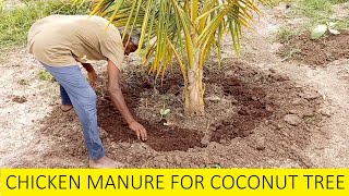 Organic fertilizer for Coconut Farming / How to fertilize Coconut palm / Coconut Cultivation
