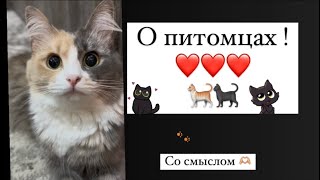 О питомцах со смыслом ❤️ #кошки #питомцы #любовь
